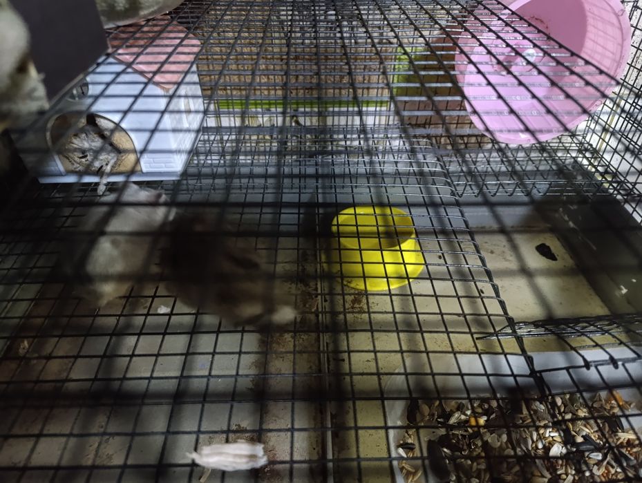 Продам хамяков 2 шт