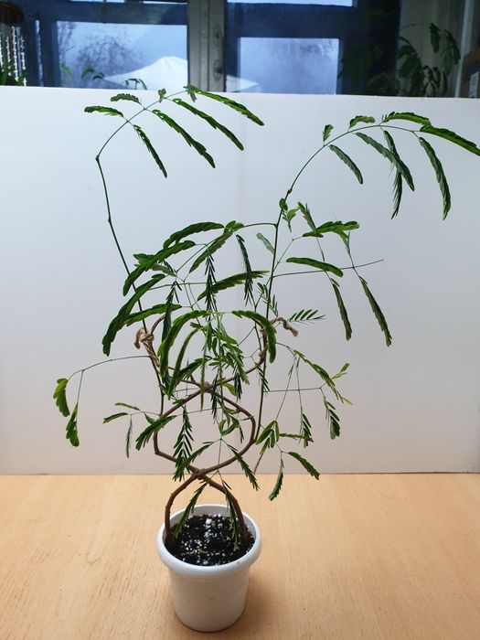 Огненное дерево. Распродажа