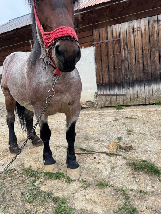 Vând iapă gestanta