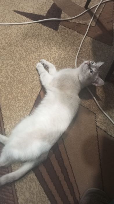 Отдам в хорошие руки