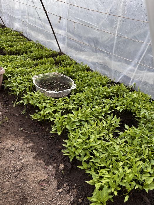 Рассада разных сортов