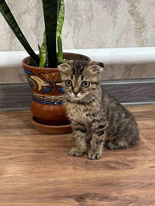 Срочно продаю котят