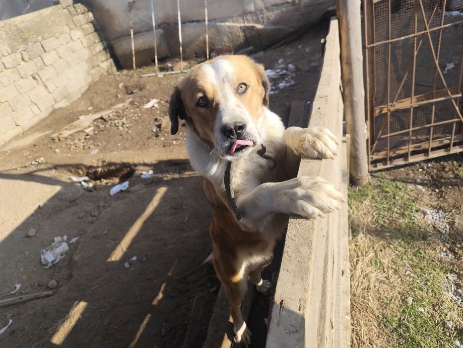 Собакен. По кличке Боран.