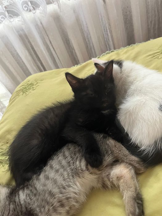 Отдам в добрые руки