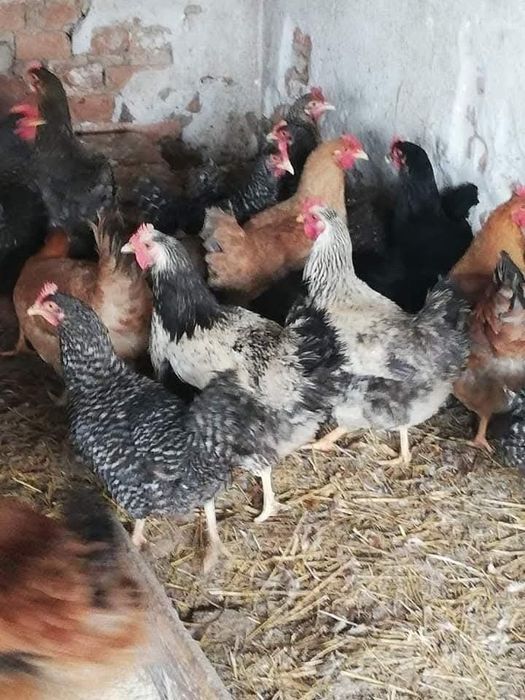 Домашни Кокошки носачки селски за яйца и месо ,петли,ярки, пилета