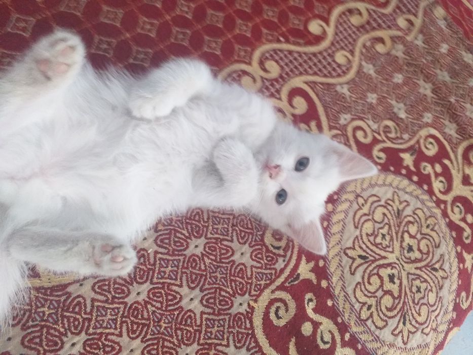 Отдам котенка в хорошие руки