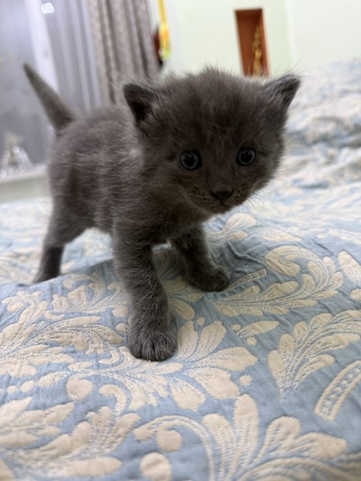 Отдам котят в хорошие руки!