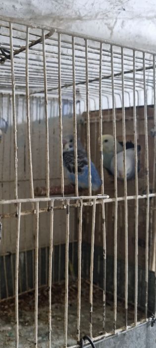 Прадаюца пценцы радужнова валнистова папугая