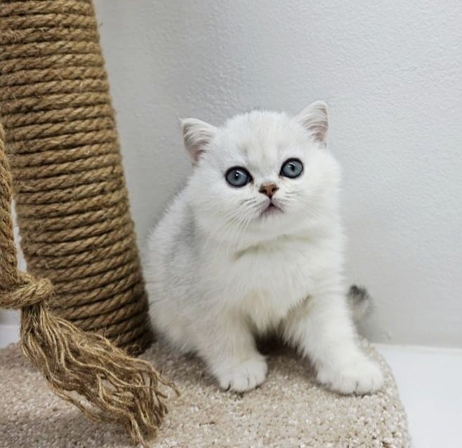 Котики британские шиншиллы серебро