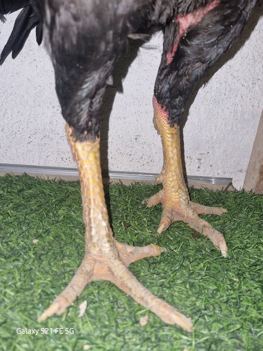 Бойцовский петух