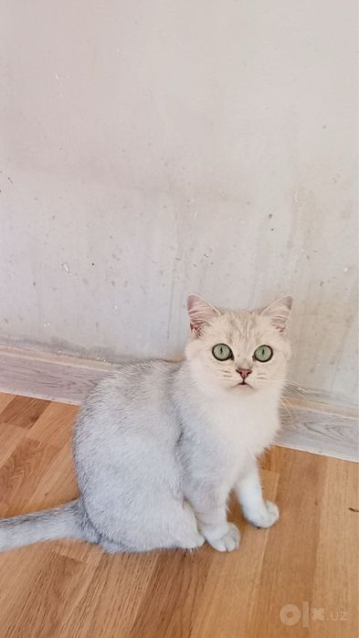 Продается кошка британская серебристая шиншила