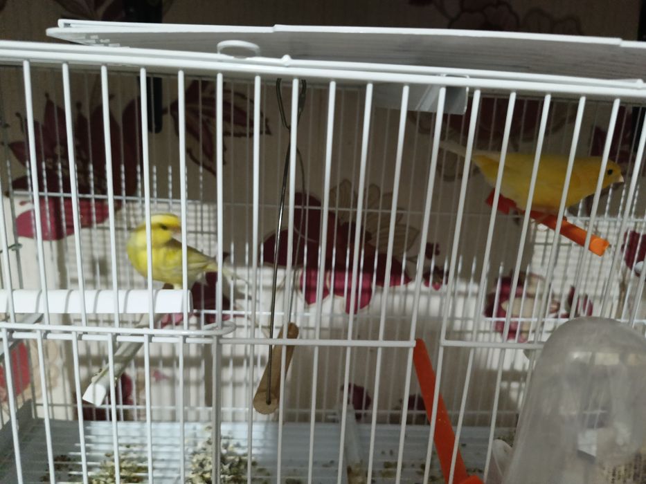 Vând canari +colivie