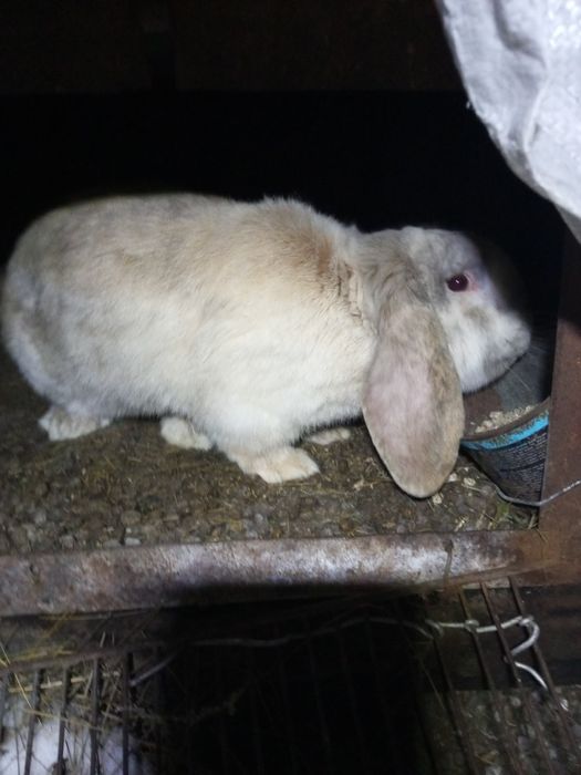 Кролики французский баран