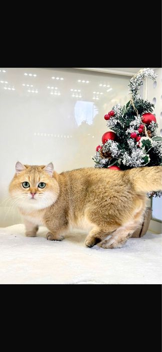 Вязка манчкин фото реальное