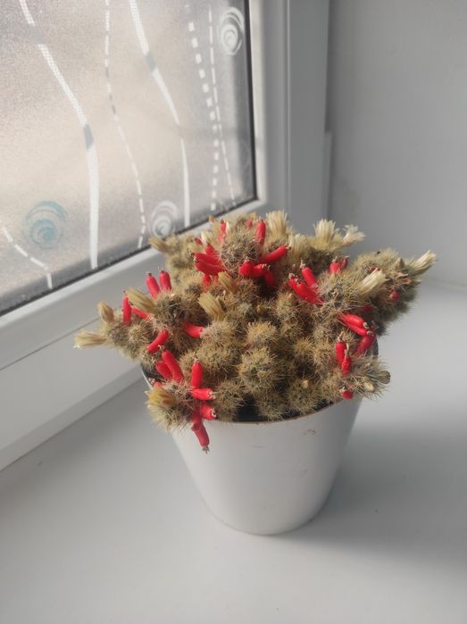 Маммиллярия побегоносная