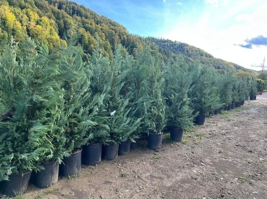 Leylandii 2.3m - 2.5m la super oferta/ calitate extra/ oferim livrare