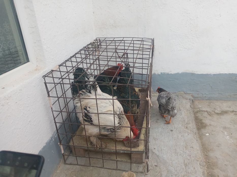 Horoz tovuqlar sotiladi soyishga boqishga