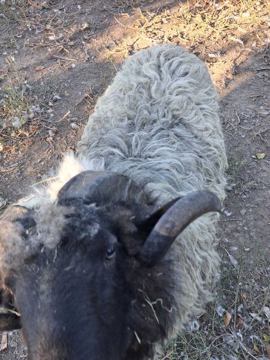 Berbec turcan de doi ani