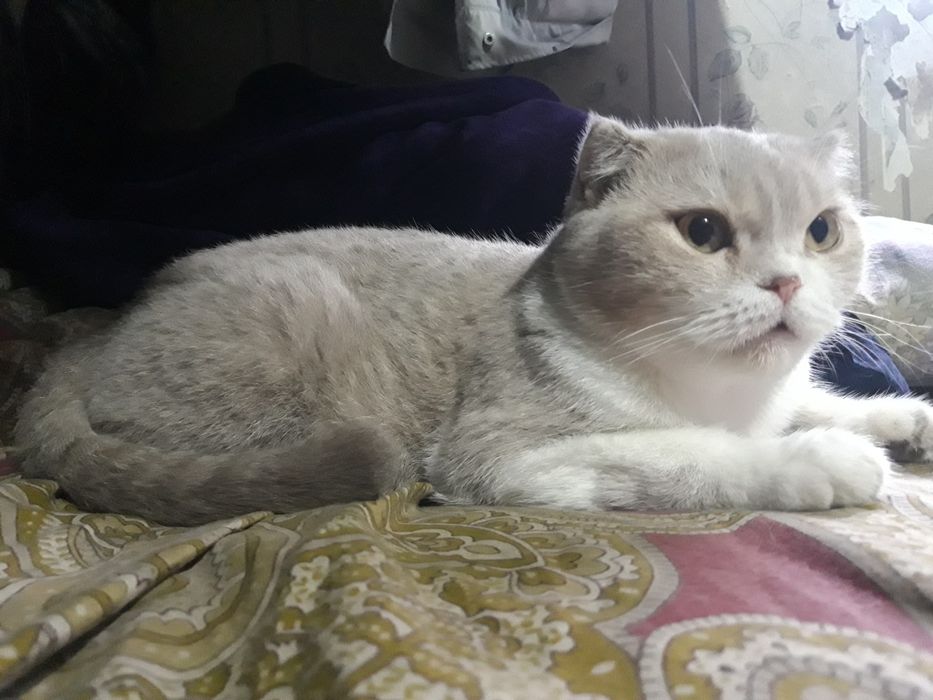 Шотландская вислоухая кошка.