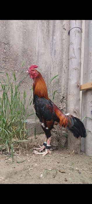 Дакан петух Шолпан