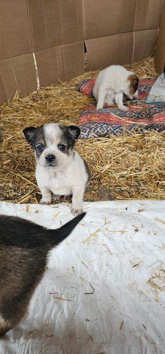 Отдам щенят в добрые руки