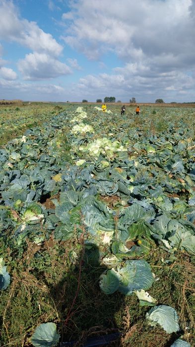 Varza de BUZĂU de vânzare