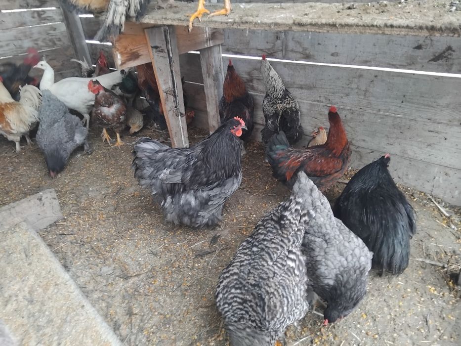 Gaini de tara       ,