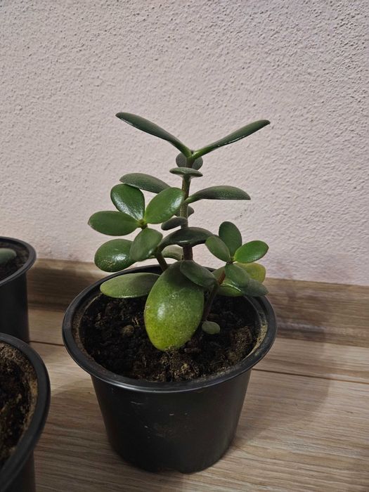 Цвете Дървото на живота