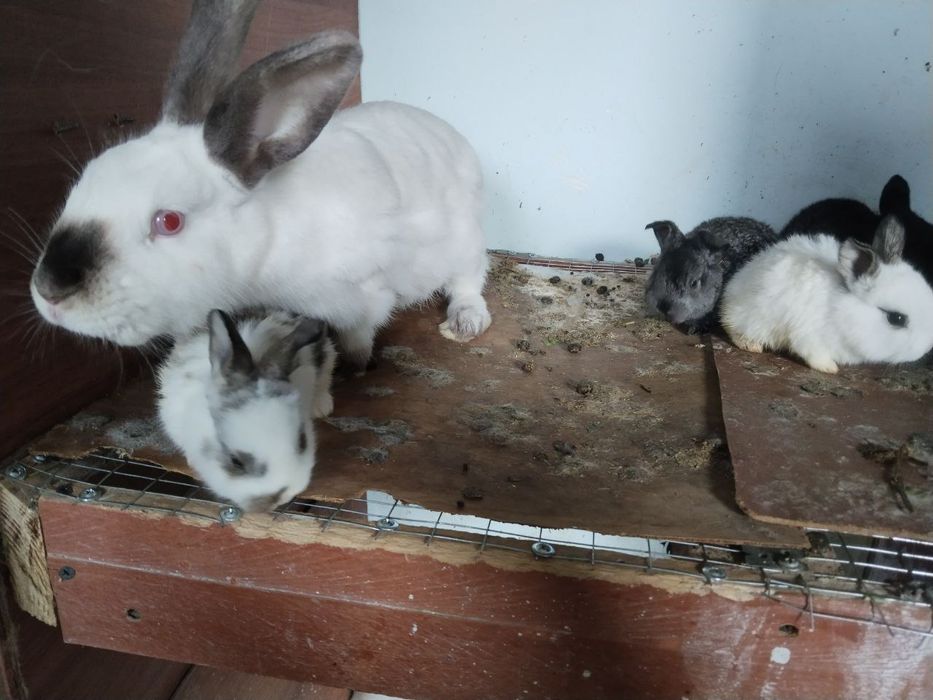 Хар хир пародали куйонлар сотилади