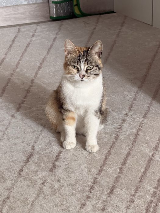 Молодая кошечка ищет дом!