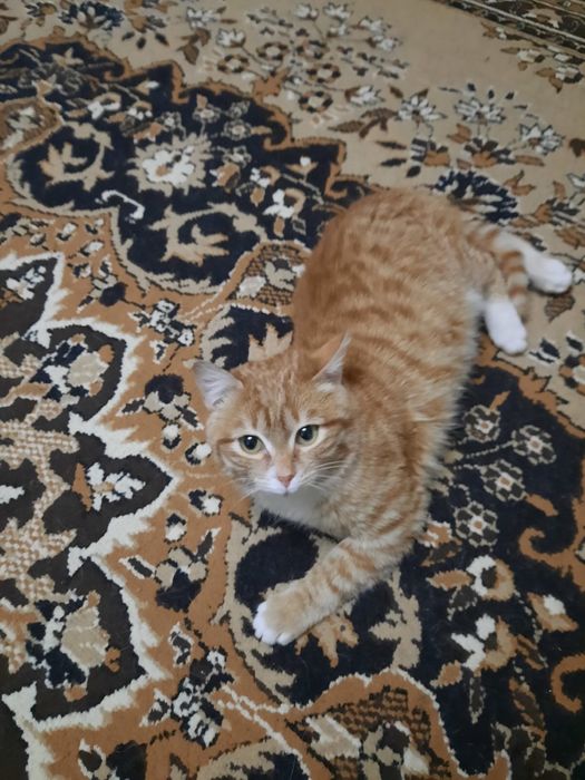 Котенок подросток ищет дом!
