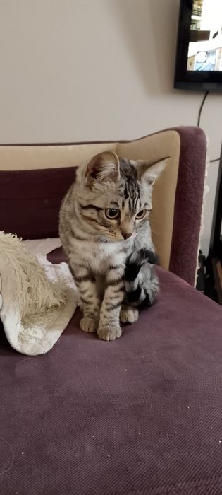 Отдам даром кошку-девочка