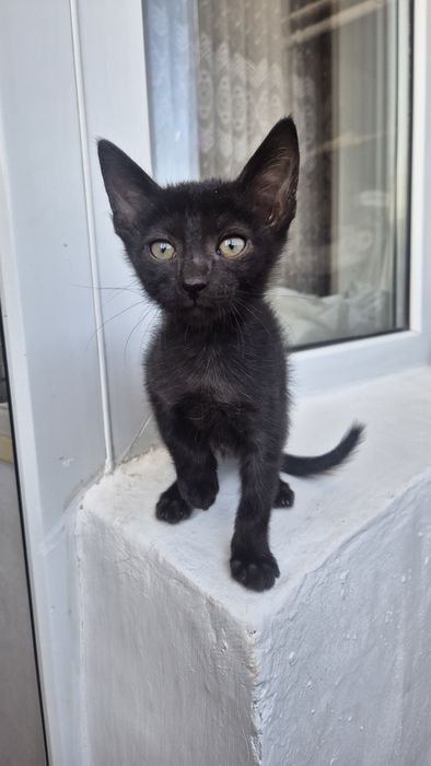 Котенок мальчик. Сами привезем.
