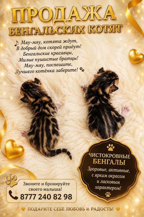 Бронь чистокровных бенгальских котят