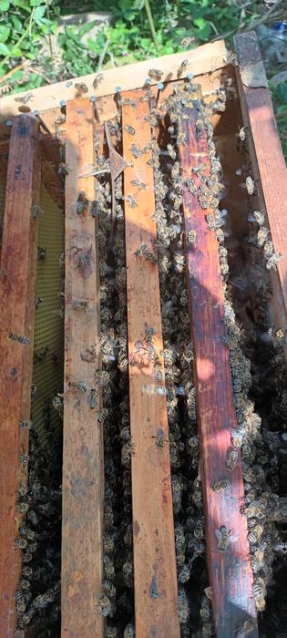 ЕвоРой - примамка за пчелни рояци