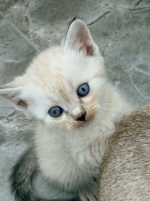 Продается котенки