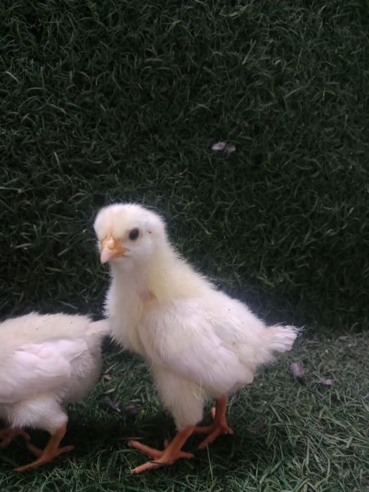 Продам ломан браун несушка