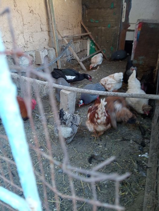 Тауық тауық тауық тауық