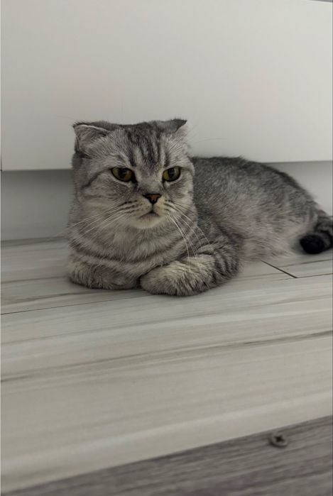 Кошка шотландская вислоухая