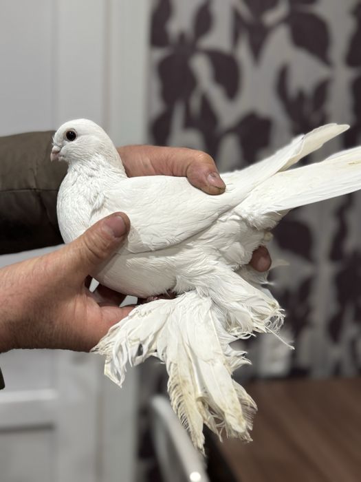 Продам летных, бойных голубок