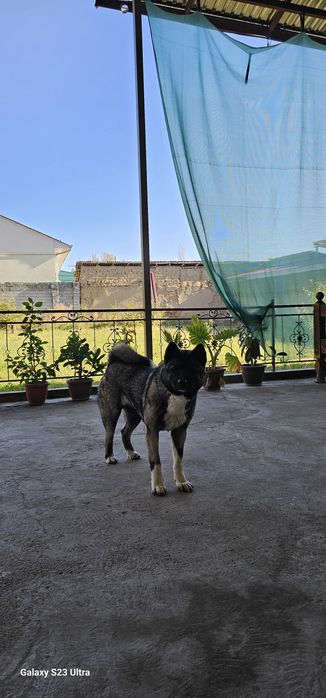 собака Американская акита