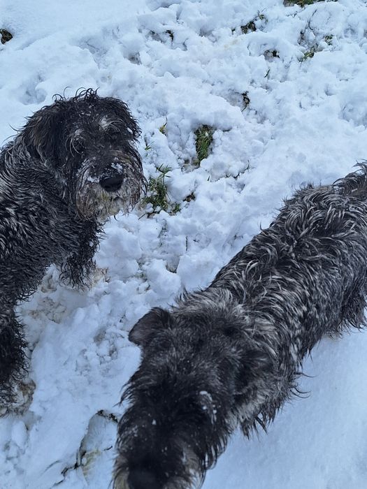 Мител Шнауцер(стандартен)-сол и пипер