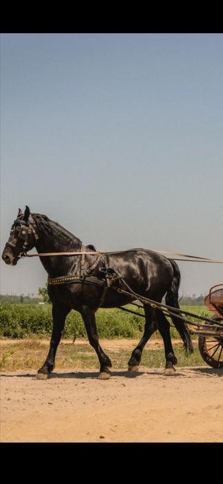 Vand sau variante doar auto