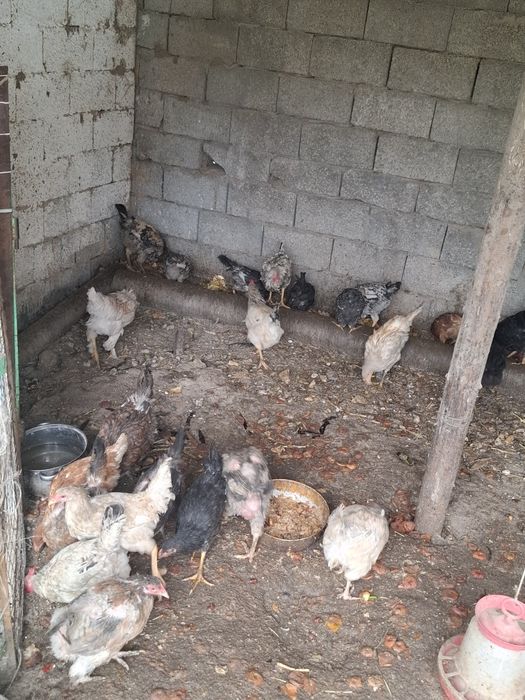 Домашный курицы.