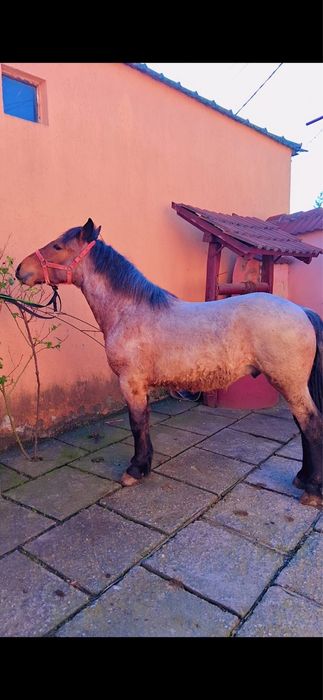 De vânzare mânz de 9 luni