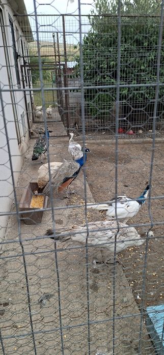 Vand pauni si voiajori stil vechi