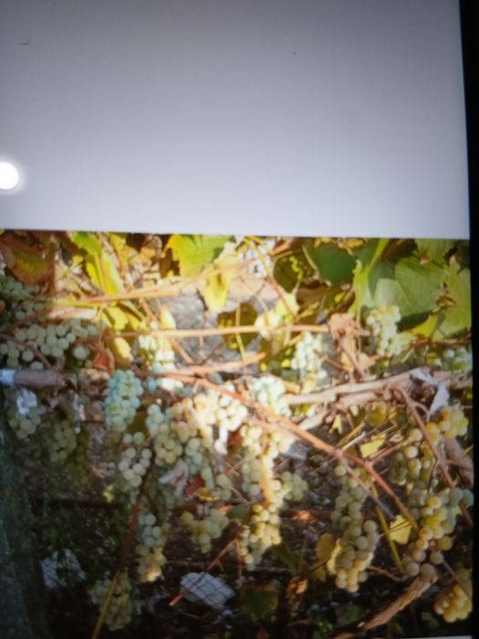 Vindem struguri ananas nouă