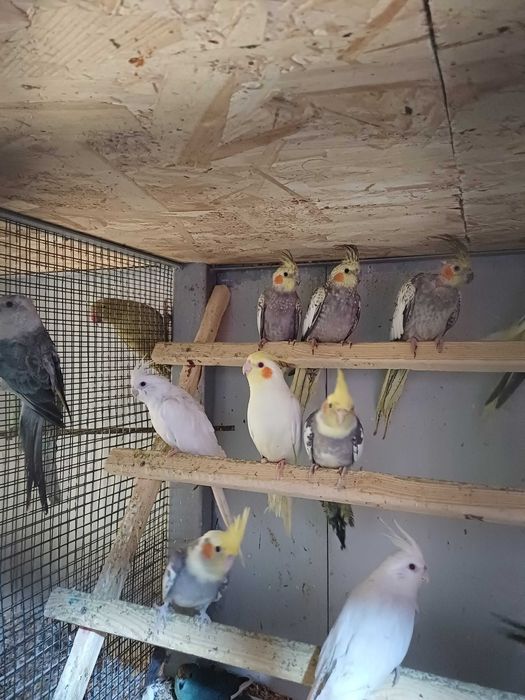 Vând perusi pui,maturi cântatori nimfe kakariki rosella  turturele .