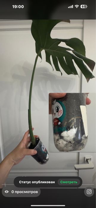 Комнатные растения