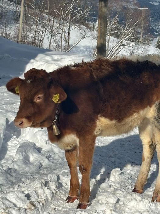 Vând junincă bună de ținut
